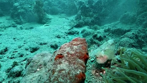 White Leaf Scorpionfish Swaying Beside Sea Anemone 스톡 동영상 338355676