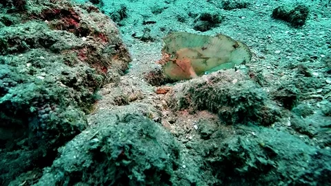 White Leaf Scorpionfish Swaying Sideways in Current 스톡 동영상 338355803