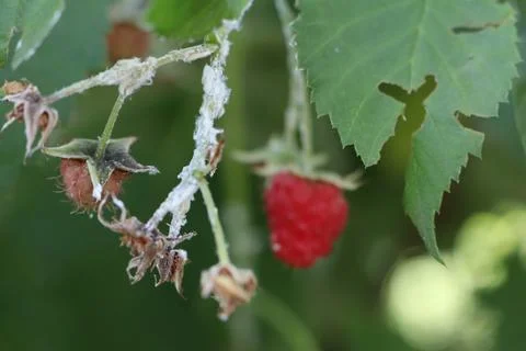 The white leafhopper is one of the common pests of raspberries white beetle Foto stock