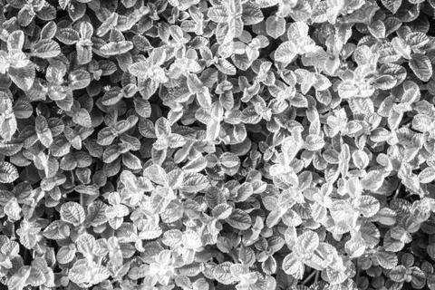 White leafs pattern texture background for decoration. Foto stock