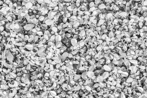 White leafs pattern texture background for decoration. Stock Photos