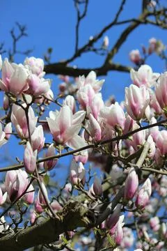 White Leafs Stock Photos