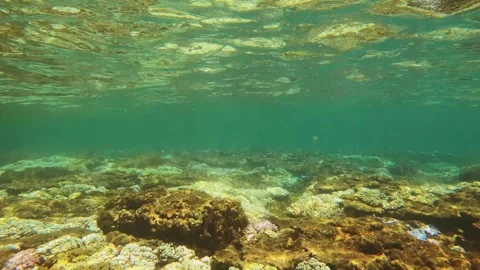 White leather finger soft corals in shallow seabed with hard corals covered by C Stock Footage 242997239