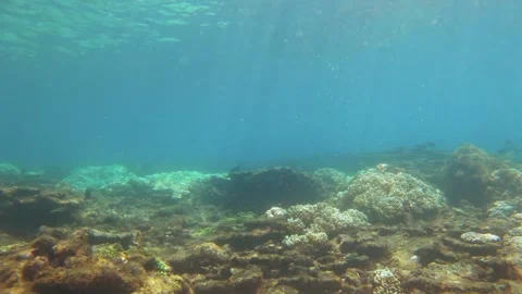 White leather finger soft corals in shallow seabed with hard table corals covere Stock Footage 242997996