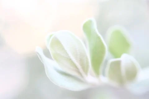 White leaves blur background with macro lens.It's beautiful and natural. Stock Photos