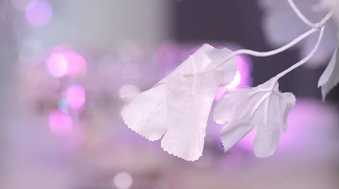White leaves on a blurred background Stock Footage 62379034