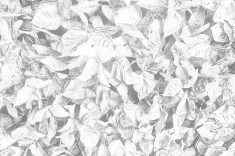 White Leaves Texture Background. Stock Photos