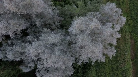 The white leaves of a tree in the forest Stock Footage 72746302