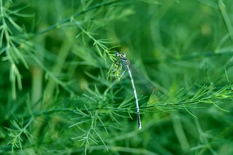 White-legged Damselfly. Stock Photos