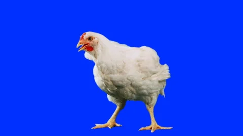 White Leghorn Chicken Flapping Wings on Blue Screen Background Stock Footage 335895399