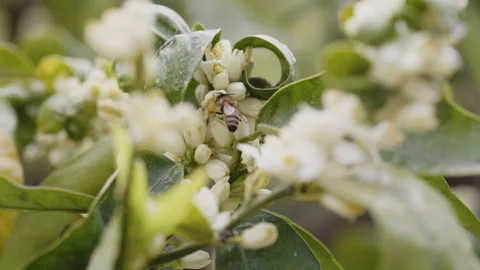 White lemon blossoms close up Stock Footage 188460160