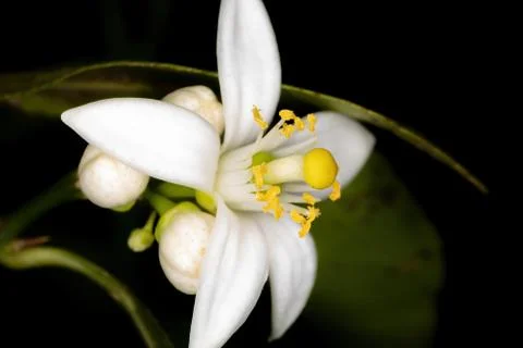White Lemon flower Foto stock