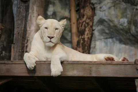 White leo Stock-Fotos