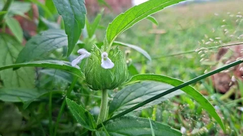 White Leucas Aspera Flower Sprouting On Green Plant 库存影片 343887524