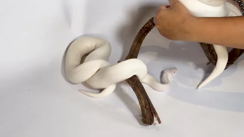 White Leucistic Ball Python Coiled Around a Branch on White Background Stockbeeldmateriaal 327830752