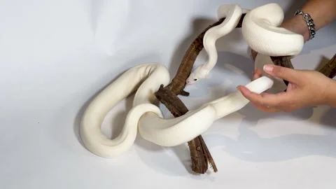 White Leucistic Ball Python Snakes Slithering on Branch with Human Hands Video stock 327258502