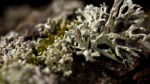 A white lichen bush destroys the bark of a tree Stock Footage