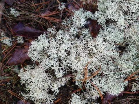 White lichen close-up Stock Photos