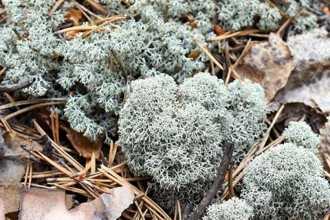 White lichen growing on fallen pine needles Stock Photos