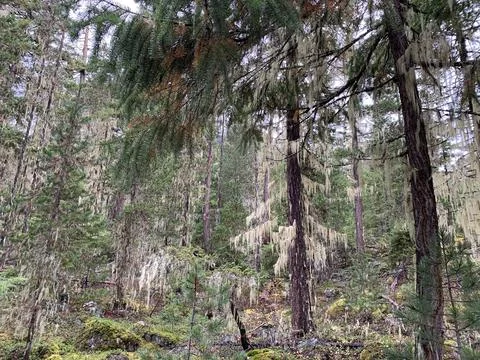 White Lichen Hangs Off Trees in Forest Stock Photos