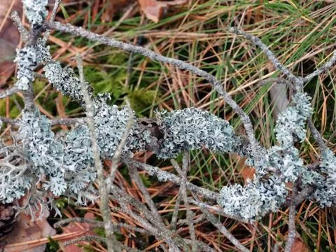 White lichen on old pine branches in a pine forest Foto stock