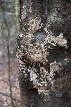 White lichen Stock Photos