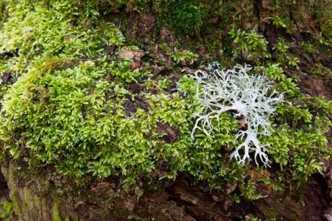 White lichen on tree moss Foto stock
