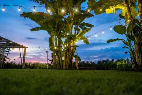 White light bulbs hanging from a string between palms in a green lawn garden Stock Photos