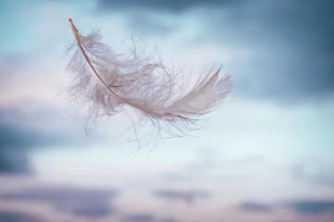 White light feather flying on background of pink-blue sky with clouds Foto stock