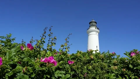 White lighthouse behind pink wild roses Stock Footage 338328747
