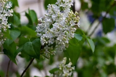 White Lilac beginning to bloom, young flowers, spring, freshness. Stock Photos