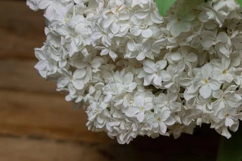 White lilac on a black background. Spring flowers. Stock Photos