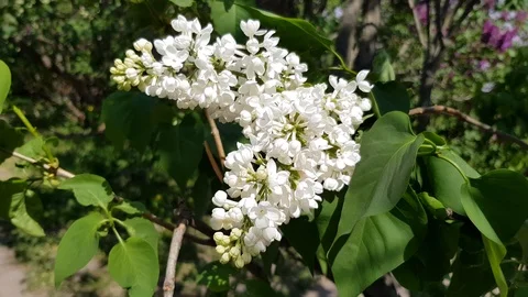 White lilac blossoms Stock Footage 89797818