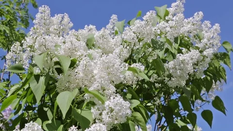 White lilac branches in the wind Video stock 70381834