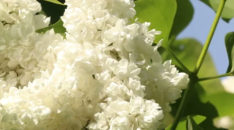 White lilac branches in wind video footage Stock Footage 53860578