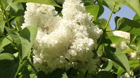 White lilac branches in wind video footage Stock Footage 53860588