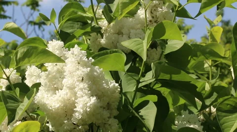 White lilac branches in wind video footage Stock Footage 53860639