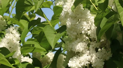 White lilac branches in wind video footage Stock Footage 53860641
