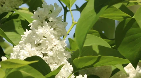 White lilac branches in wind video footage Stock Footage 53860678