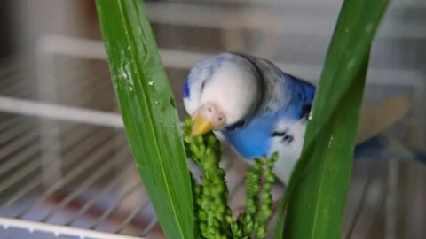 White lilac budgerigar is enjoying a nutritious snack of fresh arugula green 動画素材 324532200