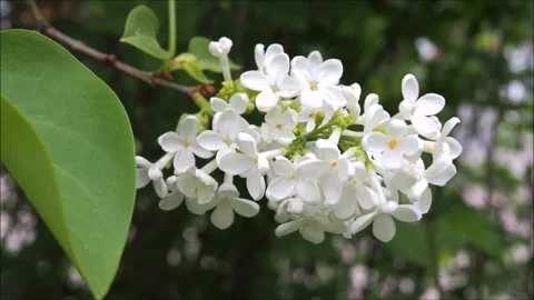 White lilac bush Stock Footage 132250838