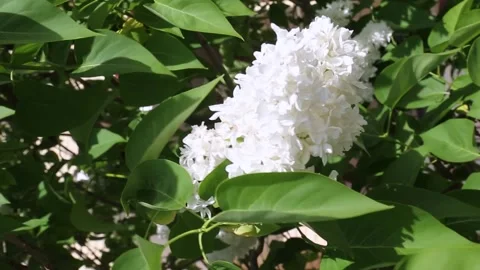 White lilac flower cluster gently moving in dappled sunlight Stock Footage 309496773