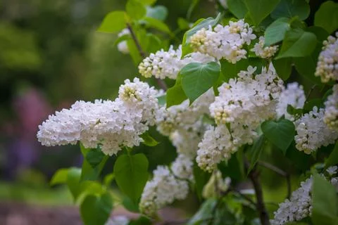 White lilac flowers as background. Spring time Stock Photos