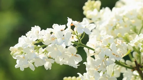 White lilac flowers bloomed in the spring morning Stock Footage 103568198