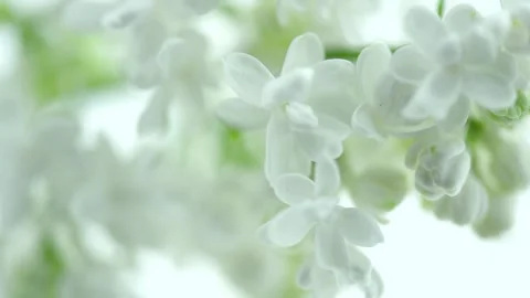 White Lilac flowers bunch background. Beautiful opening white Lilac flower Stock Footage 319791124