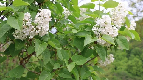 White lilac flowers dangling on the wind Stock Footage 88828409