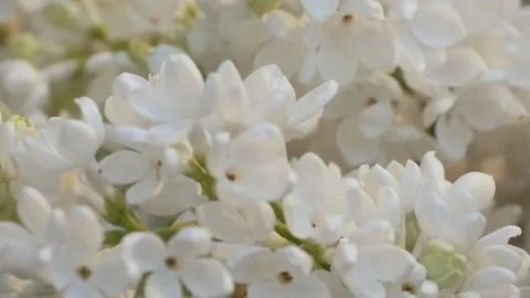White lilac flowers Stock Footage 233286081