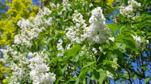 White lilac flowers in springtime Stock Footage 71002942