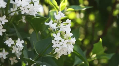 White lilac Stock Footage 11498407