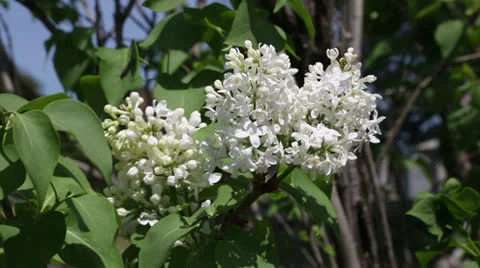 White lilac Stock Footage 22770043